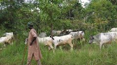 ___4151036___https:______static.pulse.com.gh___webservice___escenic___binary___4151036___2015___9___9___14___fulani-cattle-okp