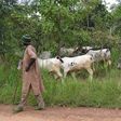 ___4151036___https:______static.pulse.com.gh___webservice___escenic___binary___4151036___2015___9___9___14___fulani-cattle-okp