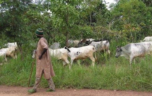 ___4151036___https:______static.pulse.com.gh___webservice___escenic___binary___4151036___2015___9___9___14___fulani-cattle-okp