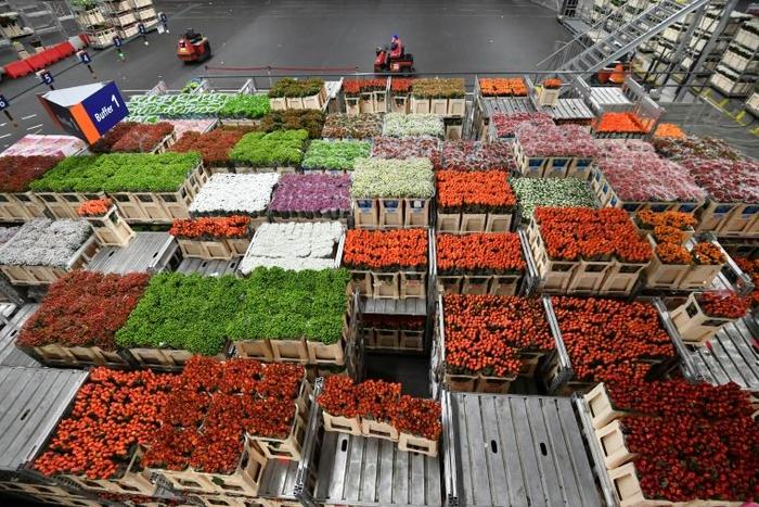 The Dutch government is warning business that a hard Brexit could hurt the country's economy, including the Netherlands' massive flower production