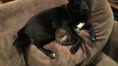 A dog protecting its Kitty friend during a thunderstorm