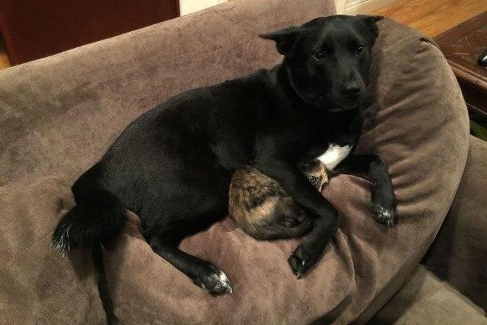 A dog protecting its Kitty friend during a thunderstorm
