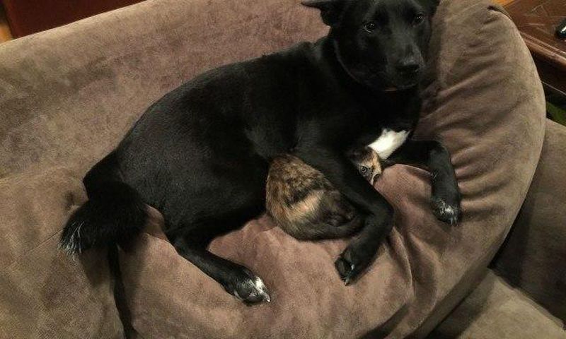 A dog protecting its Kitty friend during a thunderstorm