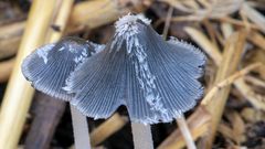 When fungi fight back
