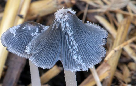 When fungi fight back