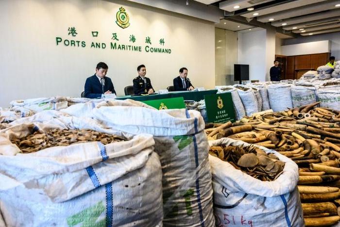 Hong Kong customs seized 8,300 kilos of pangolin scales, the latest huge haul to underscore the city's central role in the lucrative and booming illegal wildlife trade