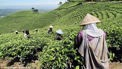 Tea plantation