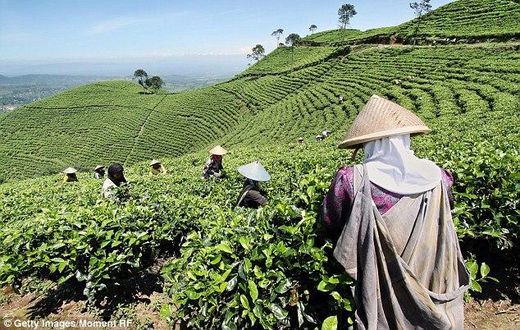 Tea plantation