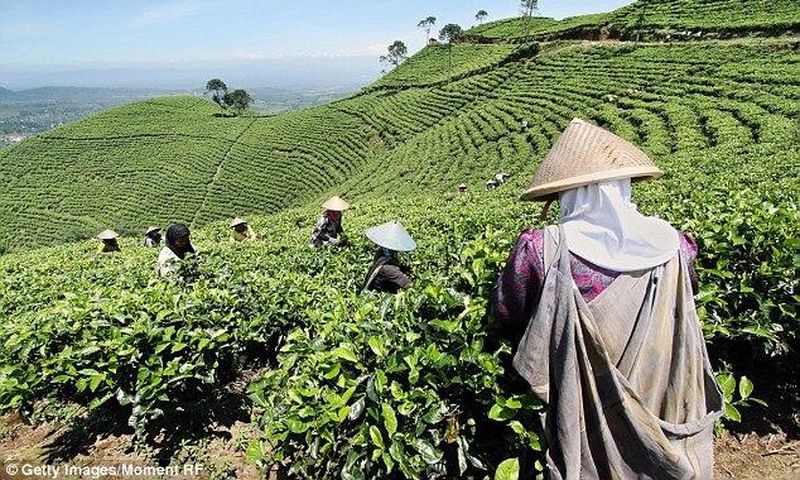 Tea plantation