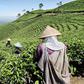 Tea plantation