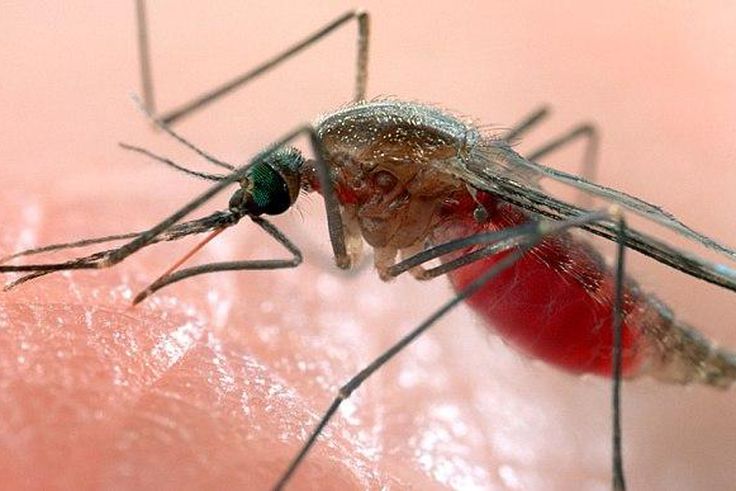 ___4007815___https:______static.pulse.com.gh___webservice___escenic___binary___4007815___2015___7___24___11___mosquito_3384407b