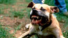 Angry pit bull