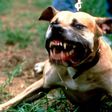 Angry pit bull