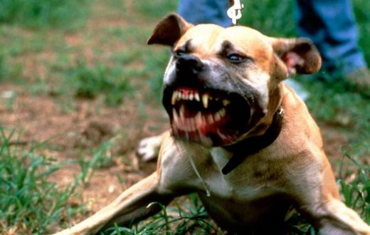Angry pit bull