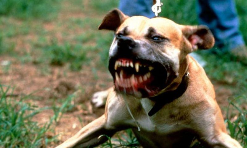 Angry pit bull