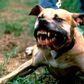 Angry pit bull
