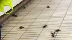 Crabs were spotted catching a train back to the coast at the Gateshead Metro Station, in the UK