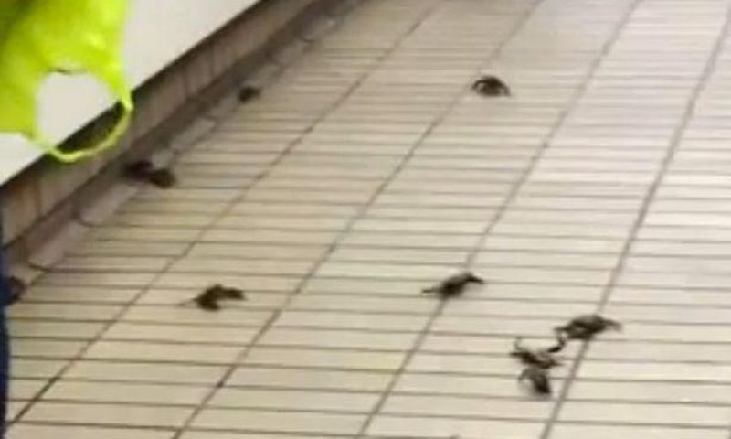 Crabs were spotted catching a train back to the coast at the Gateshead Metro Station, in the UK