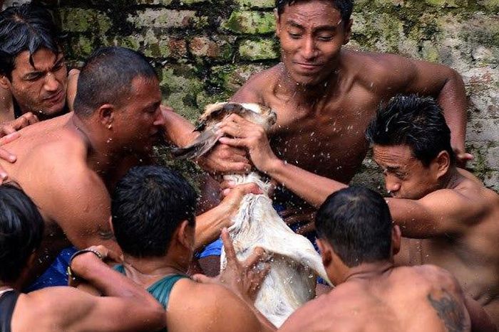 Men tear live goats apart during Nepalese festival