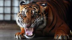 ___3608943___https:______static.pulse.com.gh___webservice___escenic___binary___3608943___2015___3___27___21___A-Sumatran-tiger-011