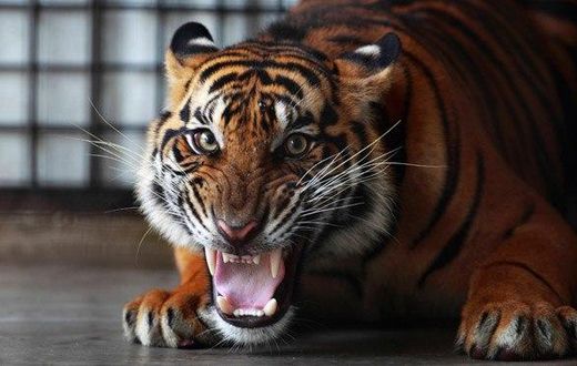 ___3608943___https:______static.pulse.com.gh___webservice___escenic___binary___3608943___2015___3___27___21___A-Sumatran-tiger-011