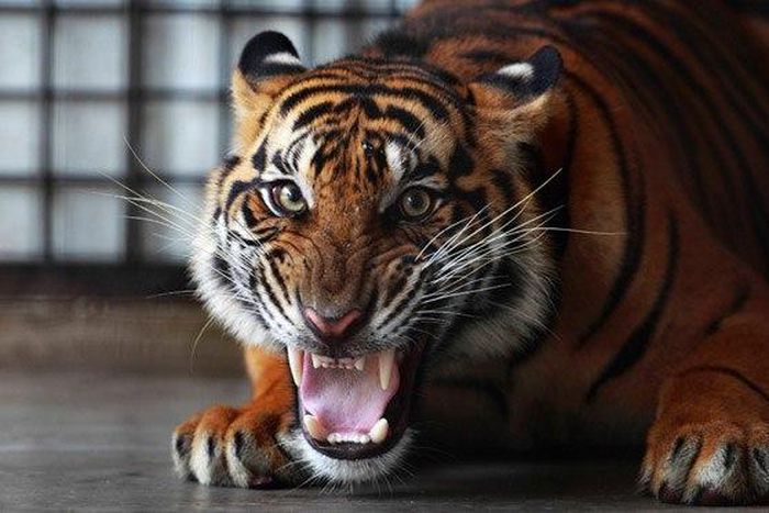 ___3608943___https:______static.pulse.com.gh___webservice___escenic___binary___3608943___2015___3___27___21___A-Sumatran-tiger-011