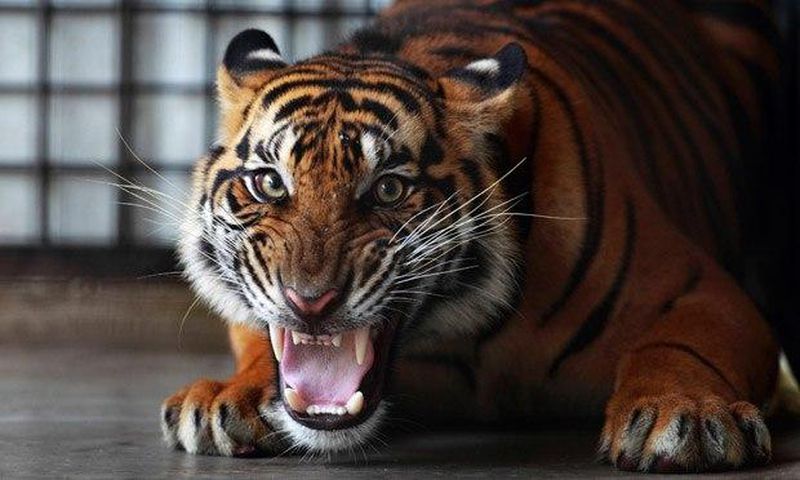___3608943___https:______static.pulse.com.gh___webservice___escenic___binary___3608943___2015___3___27___21___A-Sumatran-tiger-011