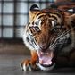 ___3608943___https:______static.pulse.com.gh___webservice___escenic___binary___3608943___2015___3___27___21___A-Sumatran-tiger-011