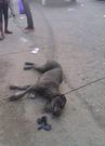 Man Reportedly Turns Dog After Alighting From Car