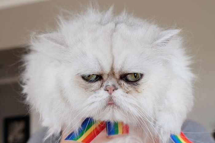 ___4061102___https:______static.pulse.com.gh___webservice___escenic___binary___4061102___2015___8___11___14___PAY-Manchego-and-Chipotle