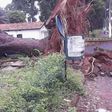 Torrential rains uproot big mahogany tree