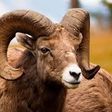 NSCDC arrests 3 in Jigawa over alleged ram theft