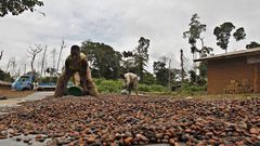 GH₵400 Cocoa Price Increment: Better Offer for Farmers or Still Inadequate?