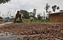 Ivorian cocoa arrivals reach 1,766,000 T Sept. 27-exporters