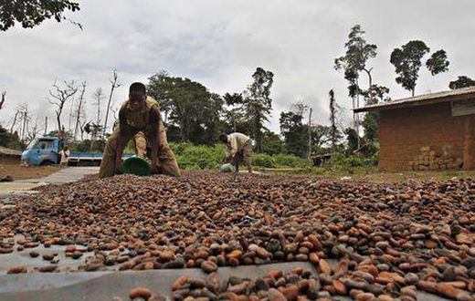 Ivorian cocoa arrivals reach 1,766,000 T Sept. 27-exporters