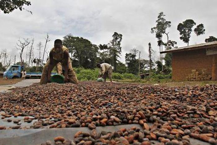 Ivorian cocoa arrivals reach 1,766,000 T Sept. 27-exporters