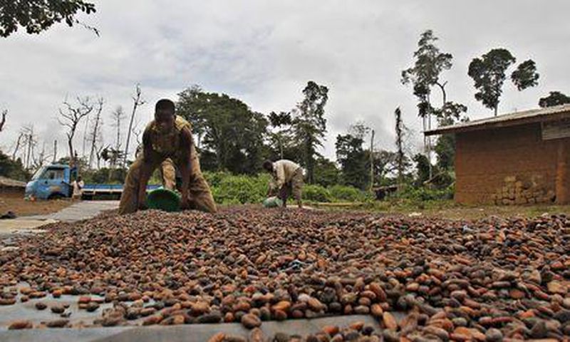 Ivorian cocoa arrivals reach 1,766,000 T Sept. 27-exporters