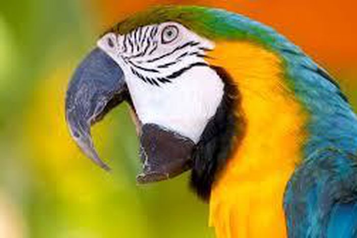 Abusive parrot summoned, detained by Indian police