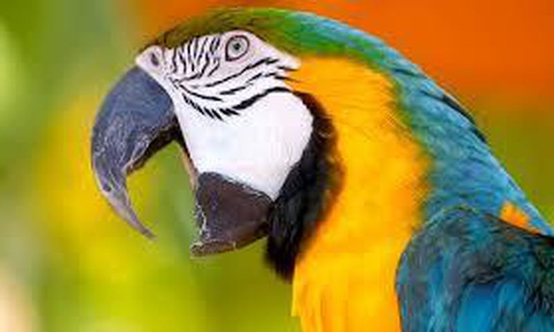 Abusive parrot summoned, detained by Indian police