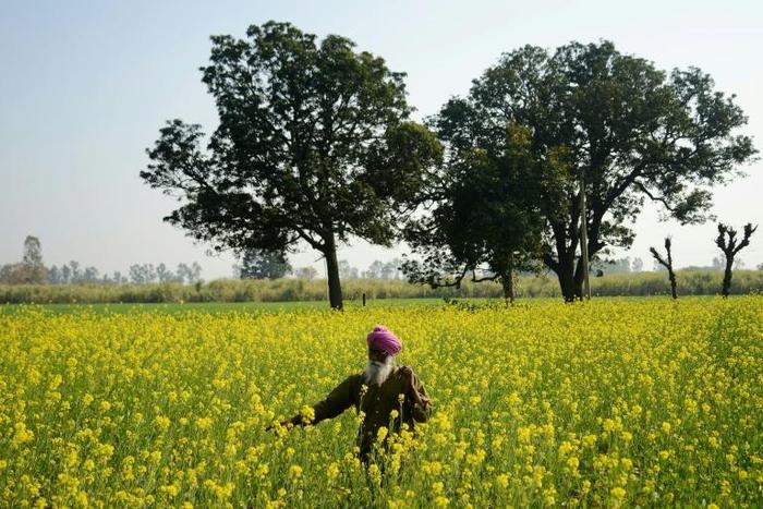 A new government scheme will give 120 million 'small and marginal' farmers direct annual handouts of around 6,000 rupees