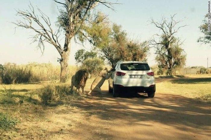 ___3842381___https:______static.pulse.com.gh___webservice___escenic___binary___3842381___2015___6___8___19___150608110121-lion-attack-exlarge-169