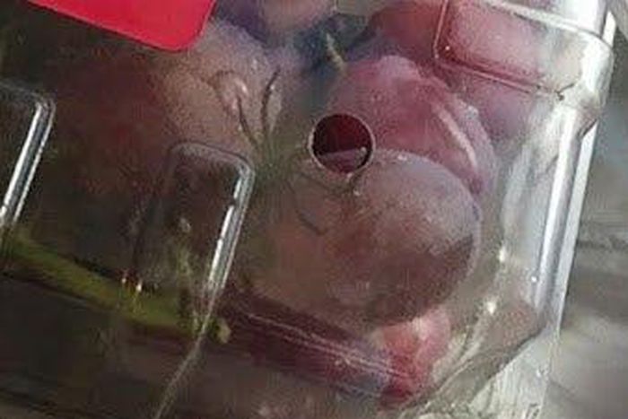 Deadly black widow spider found in can of grapefruits bought at Walmart