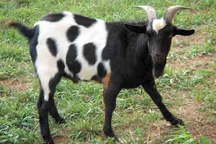 ___3968607___https:______static.pulse.com.gh___webservice___escenic___binary___3968607___2015___7___13___18___GOAT