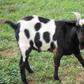 ___3968607___https:______static.pulse.com.gh___webservice___escenic___binary___3968607___2015___7___13___18___GOAT