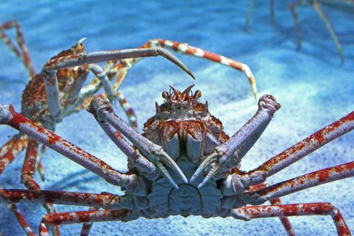 A Japanese boat fishing for spider crabs has been seized by Russian authorities