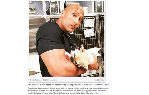 Dwayne Johnson loses puppy to food poisoning