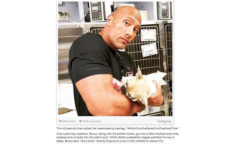 Dwayne Johnson loses puppy to food poisoning