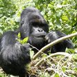 An endangered silverback mountain gorilla from the Nyakamwe-Bihango family feeds within the forest in Virunga national park near Goma in eastern Democratic Republic of Congo, May 3, 2014. REUTERS/Kenny Katombe