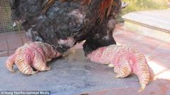 Dragon chicken
