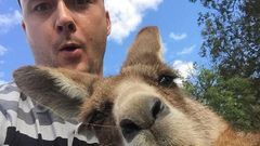 The man has a shocked expression on his face as the Kangaroo leans in for a selfie.